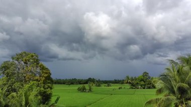 Öğleden sonra pirinç tarlaları çok güzeldir.