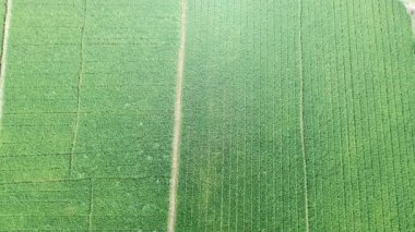 Öğleden sonra pirinç tarlaları çok güzeldir.