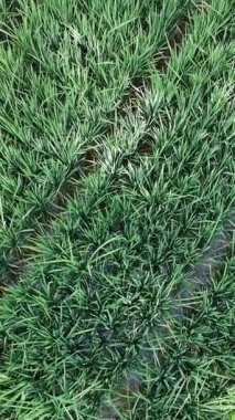 Öğleden sonra pirinç tarlaları çok güzeldir.