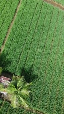 Öğleden sonra pirinç tarlaları çok güzeldir.