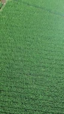 Öğleden sonra verimli ve yeşil pirinç tarlaları