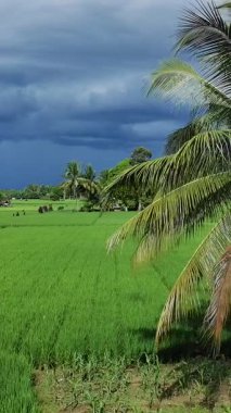 Öğleden sonra verimli ve yeşil pirinç tarlaları