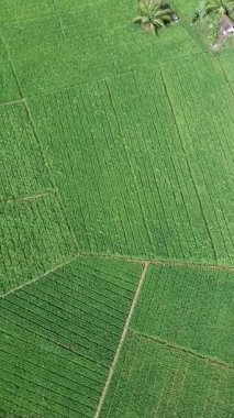 Öğleden sonra verimli ve yeşil pirinç tarlaları