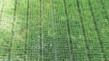 Öğleden sonra verimli ve yeşil pirinç tarlaları