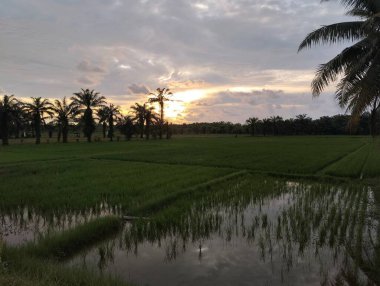 Pirinç tarlasında güzel gün batımı
