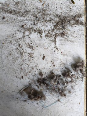 Ölü bir ağaç gövdesinin yakın plan çekimi.