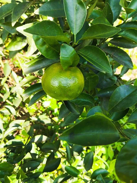 Beyaz arkaplanı olan bir ağacın yeşil yaprakları