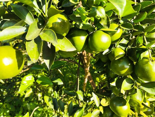 Bahçedeki ağaçta olgun elmalar