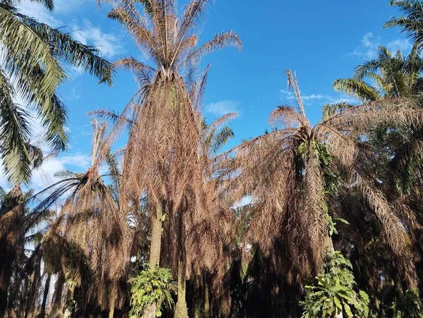 Parktaki palmiye dalları