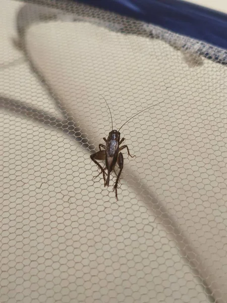 Geceleri ağlara tünemiş cırcır böcekleri.