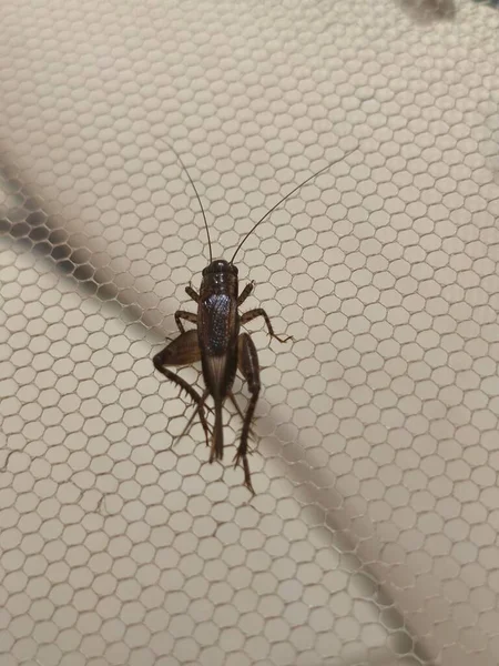 Bir çekirgenin siyah beyaz fotoğrafını çek.