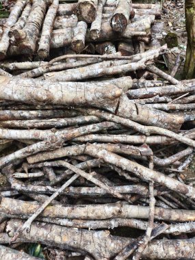 Yerdeki tahta kütükler.