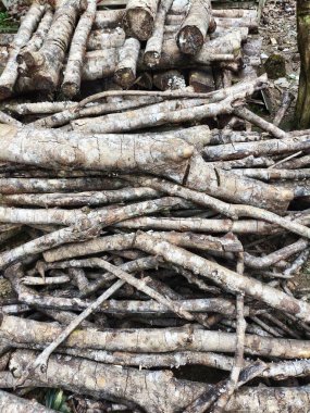 Ağaç gövdesi, doğa dokusu