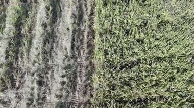 Pirinç bitkileri eski ve sarı, hasat edilmeye hazır.