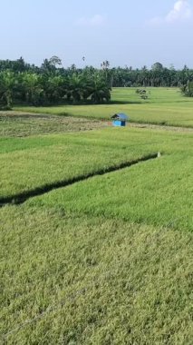 Pirinç bitkileri eski ve sarı, hasat edilmeye hazır.