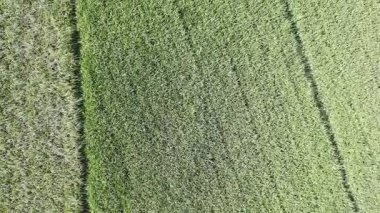 Pirinç bitkileri eski ve sarı, hasat edilmeye hazır.