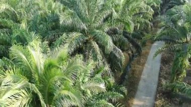 Gündüzleri zeytinyağı