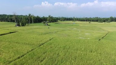 Pirinç bitkileri eski ve sarı, hasat edilmeye hazır.