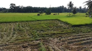 Pirinç bitkileri eski ve sarı, hasat edilmeye hazır.