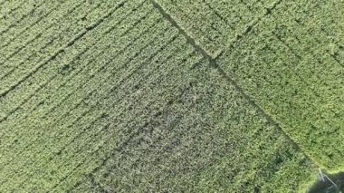 Pirinç bitkileri eski ve sarı, hasat edilmeye hazır.