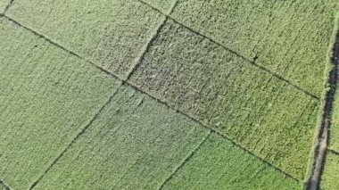 Pirinç bitkileri eski ve sarı, hasat edilmeye hazır.