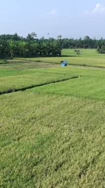 Pirinç bitkileri eski ve sarı, hasat edilmeye hazır.