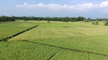 Pirinç bitkileri eski ve sarı, hasat edilmeye hazır.