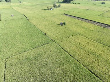 Pirinç bitkileri eski ve sarı, hasat edilmeye hazır.