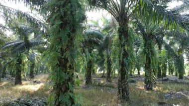 Gündüzleri zeytinyağı