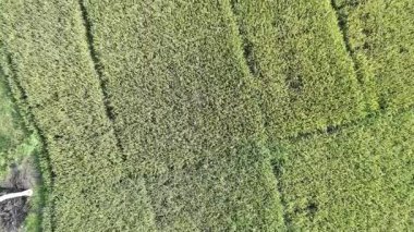 Pirinç bitkileri eski ve sarı, hasat edilmeye hazır.