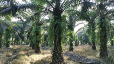 Gündüzleri zeytinyağı