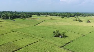 Pirinç bitkileri eski ve sarı, hasat edilmeye hazır.