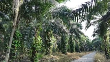 Gündüzleri zeytinyağı