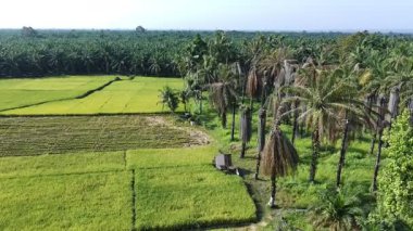Pirinç bitkileri eski ve sarı, hasat edilmeye hazır.