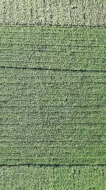 Pirinç bitkileri eski ve sarı, hasat edilmeye hazır.