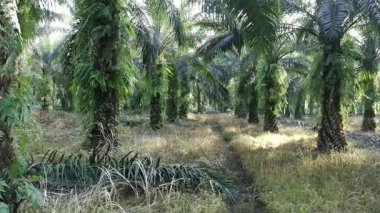 Gündüzleri zeytinyağı