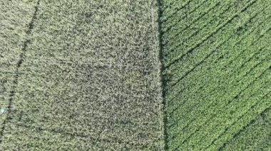 Pirinç bitkileri eski ve sarı, hasat edilmeye hazır.