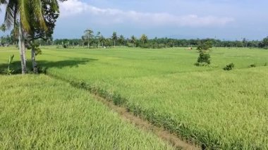 Pirinç bitkileri eski ve sarı, hasat edilmeye hazır.