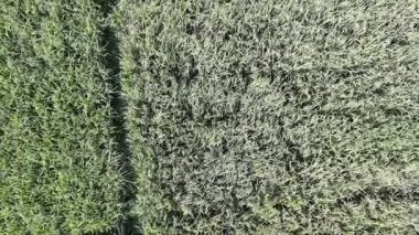 Pirinç bitkileri eski ve sarı, hasat edilmeye hazır.