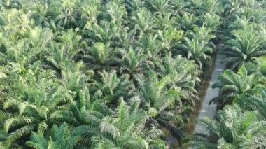 Gündüzleri zeytinyağı