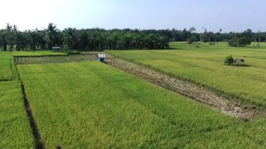 Pirinç bitkileri eski ve sarı, hasat edilmeye hazır.