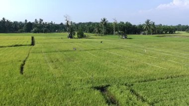 Pirinç bitkileri eski ve sarı, hasat edilmeye hazır.