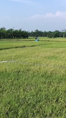 Pirinç bitkileri eski ve sarı, hasat edilmeye hazır.