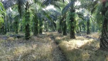 Gündüzleri zeytinyağı