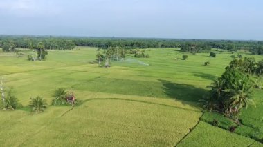 Pirinç bitkileri eski ve sarı, hasat edilmeye hazır.