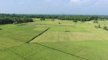 Pirinç bitkileri eski ve sarı, hasat edilmeye hazır.