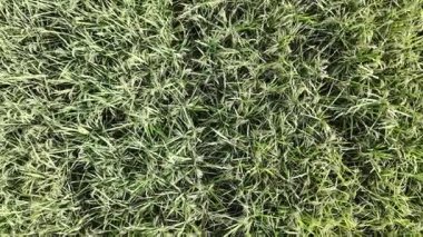 Pirinç bitkileri eski ve sarı, hasat edilmeye hazır.