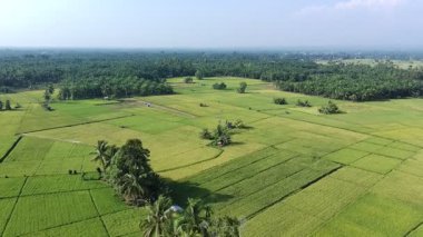 Pirinç bitkileri eski ve sarı, hasat edilmeye hazır.