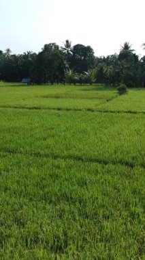 Pirinç bitkileri eski ve sarı, hasat edilmeye hazır.