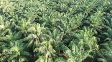 Gündüzleri zeytinyağı